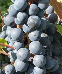 Alternative view of Traubensaft, Rot